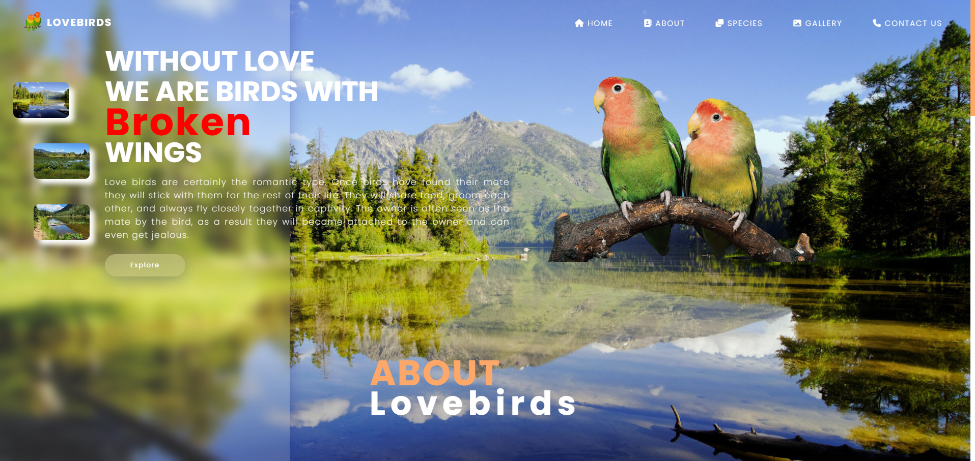 The Beauty of Lovebirds